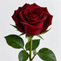 Бордовая роза Блэк Мэджик